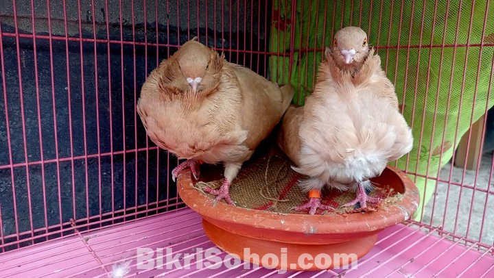 Chinese Owl pigeon